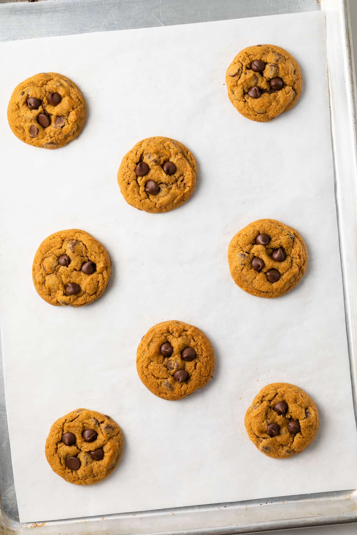 Freshly baked pumpkin chocolate chip cookies on a baking sheet